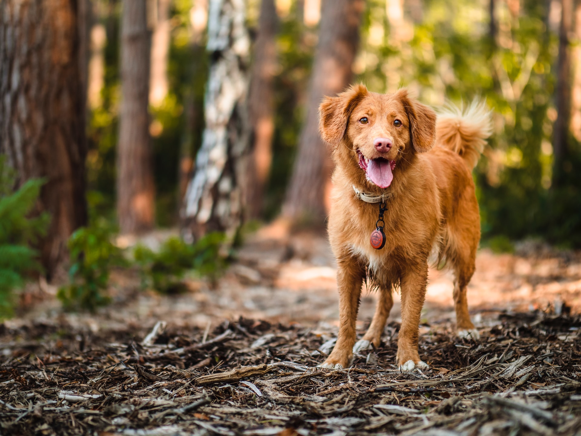Socialisatie — sociaal naar mens én hond