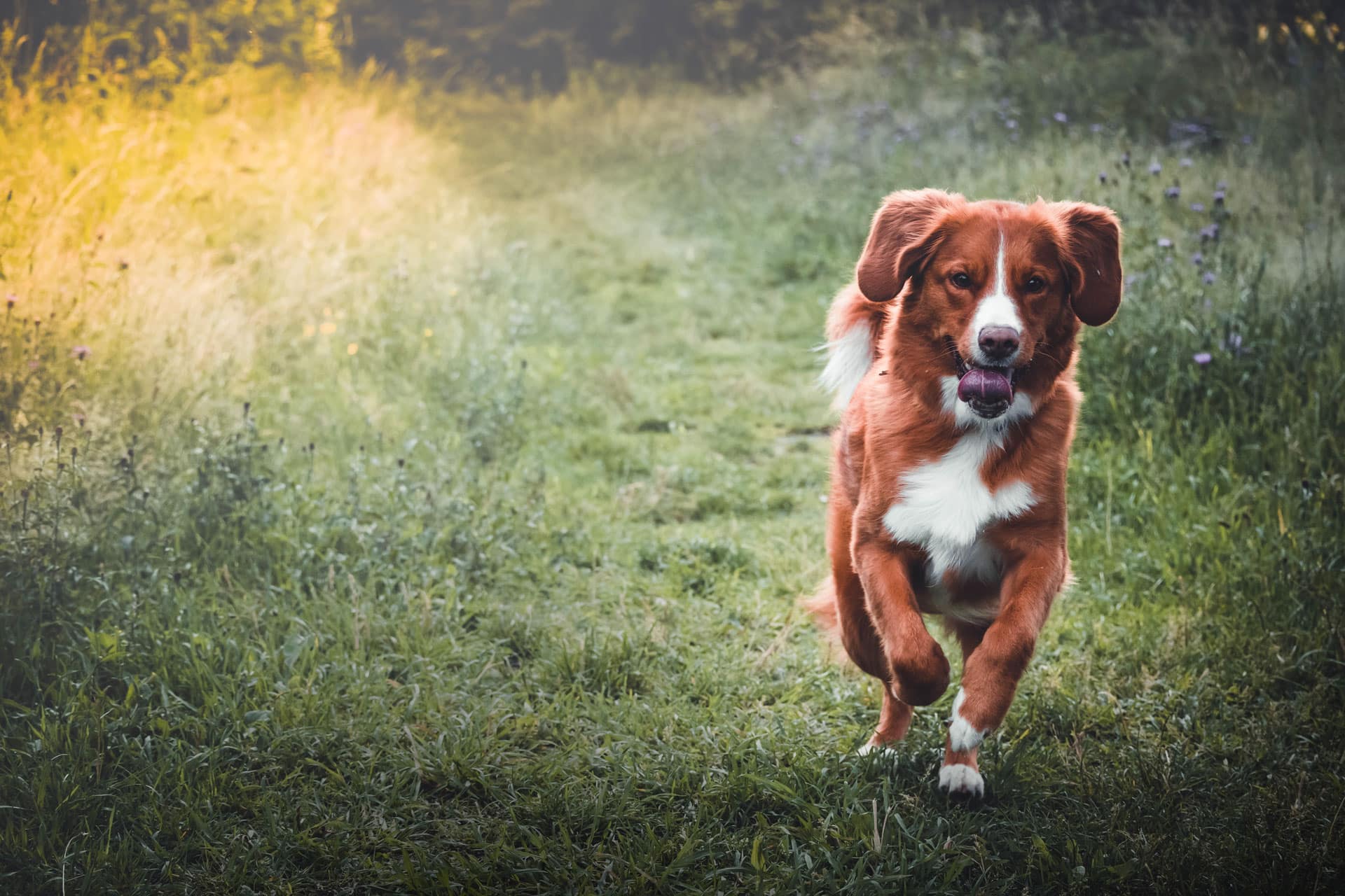 Nova Scotia Duck Tolling Retriever portret