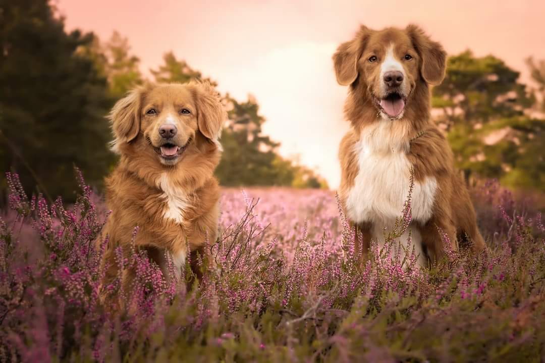 Agility — eindeloos energie