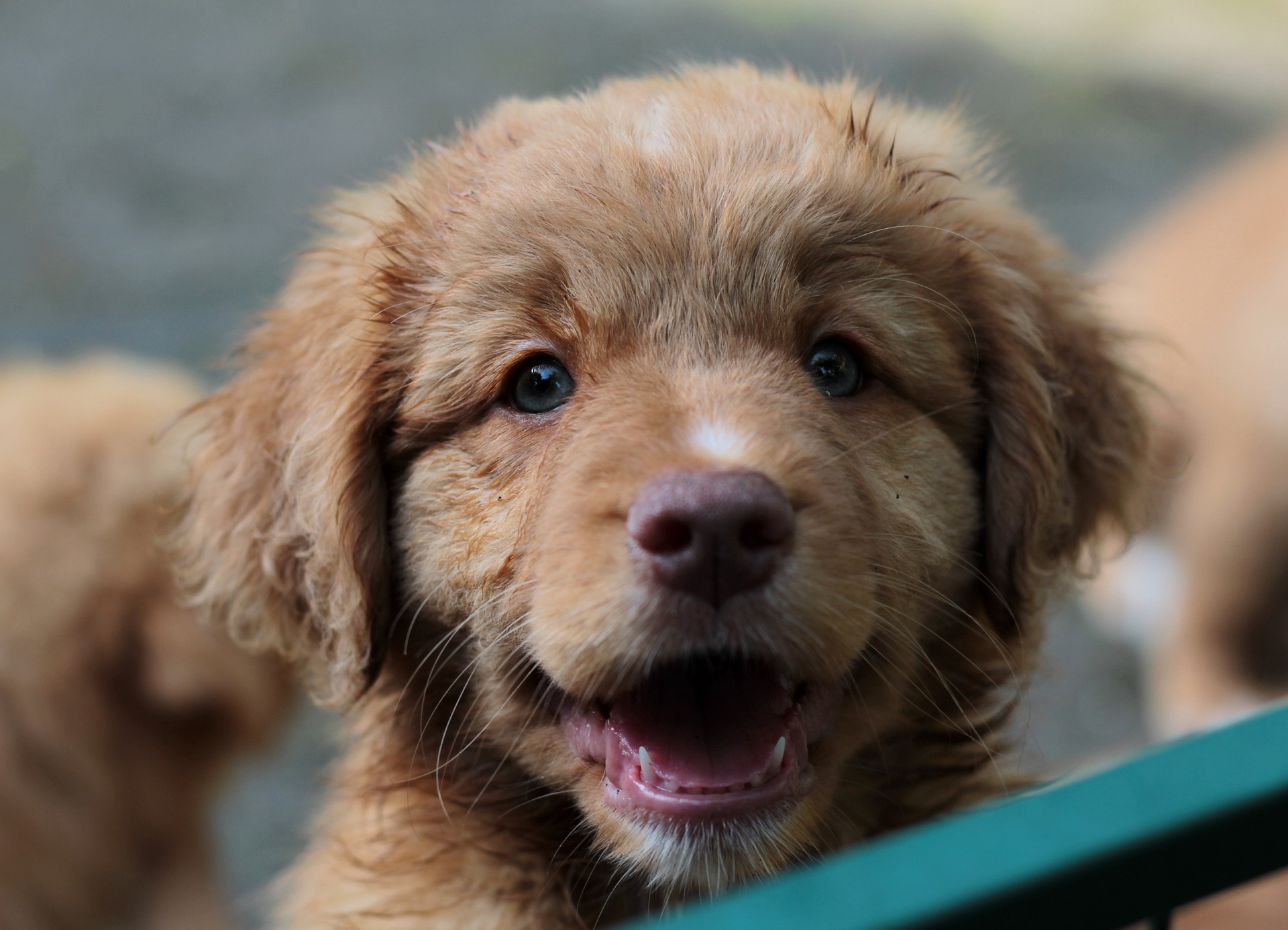 Pups — vossenrood vanaf dag één